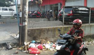 Diduga Habis Makanan di Gunung Banten, Beberapa Ekor Kera Nyeberang ke Ruko