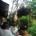 Pohon Raksasa Berumur Ratusan Tahun Timpa Rumah Warga di Jl. WR. Supratman