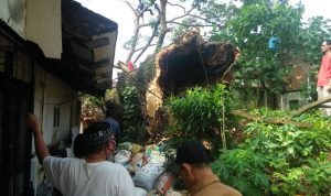Pohon Raksasa Berumur Ratusan Tahun Timpa Rumah Warga di Jl. WR. Supratman