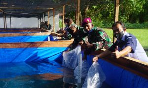 Tanggulangi Dampak Covid-19, Brigif 4 Marinir/BS Sinergi dengan BBPBL Lampung Kembangkan Ribuan Benih Ikan Lele