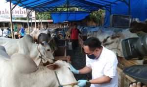 Distan Pastikan Stok Hewan Kurban Aman di Bandarlampung