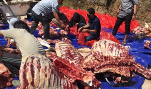 Hari Terakhir Penyembelihan Hewan Kurban, Distan Bandarlampung Temukan 33 Kasus Cacing Hati