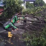 Hujan Guyur Bandarlampung Sejak Dini Hari, Satu Pohon Tumbang di Jl. Raden Inten