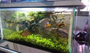 Suka Pelihara Ikan Hias Seperti Cupang, Ini Nih 3 Manfaatnya