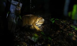 Penjelasan Mengapa Kucing Emas Dilindungi di Indonesia