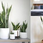 6 Tanaman Hias Murah, Bikin Rumah Kamu Adem!