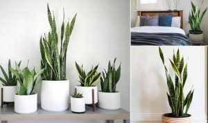 6 Tanaman Hias Murah, Bikin Rumah Kamu Adem!