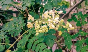 8 Manfaat Daun Kelor, Bisa Turunkan Kolestrol