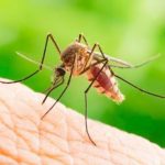 Jangan Dilawan, China Gunakan Nuklir untuk Senjata Biologis dalam Membasmi Nyamuk