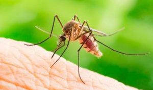 Jangan Dilawan, China Gunakan Nuklir untuk Senjata Biologis dalam Membasmi Nyamuk
