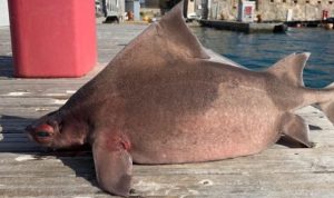 Langka, Pelaut Italia Temukan Hiu Berwajah Babi yang Mengambang di Laut