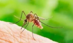 Alasan Nyamuk Terbang Bersuara ‘Nguing’ Saat Dekat Telinga Manusia