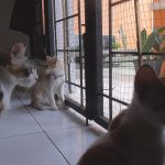 Rumah Penampungan Kucing K3L Butuh Uluran Tangan Kaum Dermawan