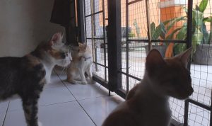 Rumah Penampungan Kucing K3L Butuh Uluran Tangan Kaum Dermawan