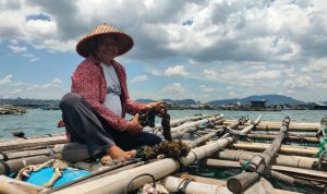 Masyarakat Pulau Pasaran Raup Puluhan Juta dari Budidaya Kerang Hijau