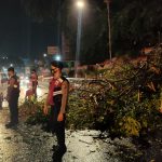 Diguyur Hujan Angin, Pohon Tumbang di Jalan Diponegoro
