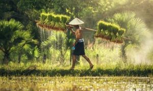 PPN Hasil Pertanian Bukan Pajak Baru, Berikut Besarannya