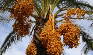 5 Tanaman Ini Disebutkan dalam Alquran Ternyata Pembawa Rezeki