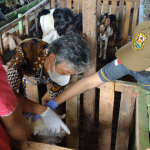 Pemkot Bandar Lampung Buka Layanan Pemeriksaan Hewan Kurban Gratis Untuk Cegah PMK