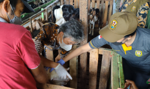 Pemkot Bandar Lampung Buka Layanan Pemeriksaan Hewan Kurban Gratis Untuk Cegah PMK