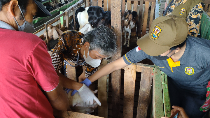 Pemkot Bandar Lampung Membuka Layanan Pengaduan Kasus PMK Gratis di Bandar Lampung || Foto: 5w1hindonesia.id