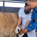 Dinas Pertanian Larang 3 Daerah ini Kirim Hewan Kurban ke Bandar Lampung || Foto: 5w1hindonesia.id