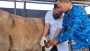 Dinas Pertanian Larang 3 Daerah ini Kirim Hewan Kurban ke Bandar Lampung || Foto: 5w1hindonesia.id