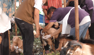 3 Lapak Hewan Kurban di Rasuna Said Bandar Lampung Bebas PMK