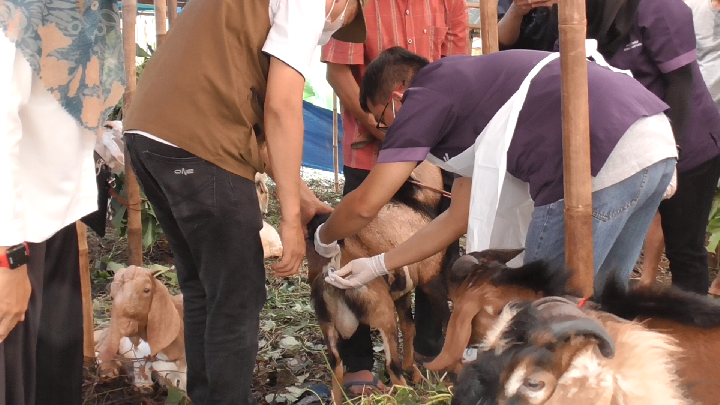 3 Lapak Hewan Kurban di Rasuna Said Bandar Lampung Bebas PMK || Foto: 5w1hindonesia.id