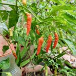 Cara Mudah Menanam Cabe di Rumah