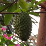 Penting Diketahui, Ini 5 Manfaat Daun Sirsak untuk Wanita