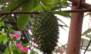 Penting Diketahui, Ini 5 Manfaat Daun Sirsak untuk Wanita