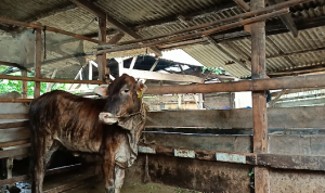 Peternak sapi mendapatkan sosialisasi terkait dengan munculnya wabah baru Lumpy Skin Desease yang menyerang sapi dan kerbau || Foto: 5W1HINDONESIA.ID