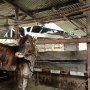 Peternak sapi mendapatkan sosialisasi terkait dengan munculnya wabah baru Lumpy Skin Desease yang menyerang sapi dan kerbau || Foto: 5W1HINDONESIA.ID