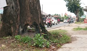 Waspada! Ada Pohon Mahoni Rawan Tumbang di Jl. AH. Nasution, Begini Kondisinya