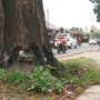 Kondisi pohon Mahoni rawan tumbang di depan dealer TVS Pekalongan, Kecamatan Pekalongan, Kabupaten Lampung Timur || Foto: 5w1hindonesia.id