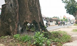 Terkait Pohon Rawan Tumbang di Pekalongan, Bupati Lamtim Minta OPD Segera Tangani