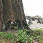 Kondisi pohon mahoni di Jl. AH. Nasution, Kecamatan Pekalongan yang rusak sehingga dikhawatirkan rawan roboh || Foto: 5w1hindonesia.id