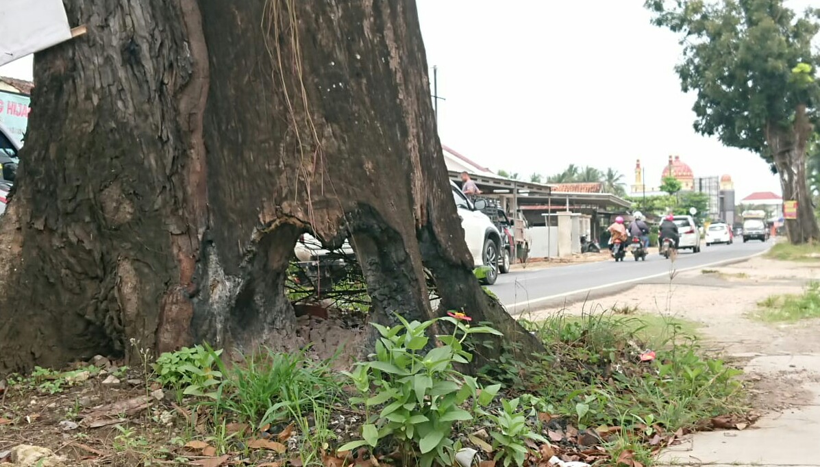 Kondisi pohon mahoni di Jl. AH. Nasution, Kecamatan Pekalongan yang rusak sehingga dikhawatirkan rawan roboh || Foto: 5w1hindonesia.id