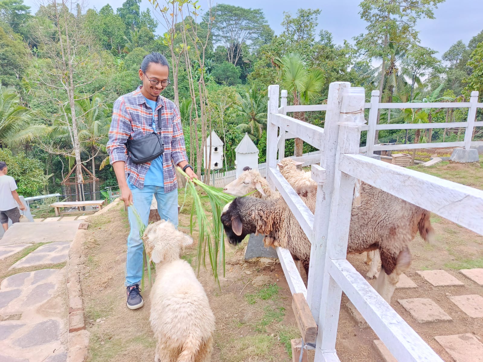 Wisata pemberian pakan ternak kambing || Foto: 5W1HINDONESIA.ID
