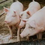 5 Jenis Makanan Haram Menurut Islam yang Wajib Diketahui