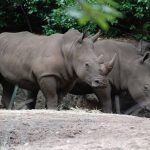 Kebun Binatang Ragunan: Harga Tiket, Jam Buka, dan Fasilitasnya
