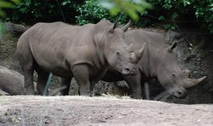 Kebun Binatang Ragunan: Harga Tiket, Jam Buka, dan Fasilitasnya