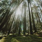 Hutan Pinus Gunung Pancar: Jam Buka, Lokasi, & Harga Tiketnya