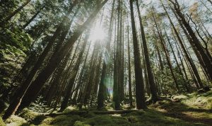 Hutan Pinus Gunung Pancar: Jam Buka, Lokasi, & Harga Tiketnya