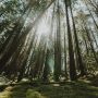 Hutan Pinus Gunung Pancar