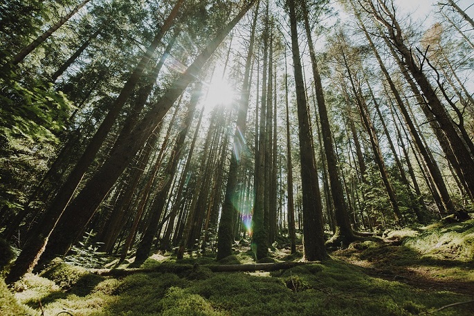 Hutan Pinus Gunung Pancar