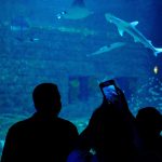 Harga Tiket Seaworld Ancol, Jam Buka, dan Daya Tariknya