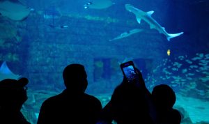 Harga Tiket Seaworld Ancol, Jam Buka, dan Daya Tariknya
