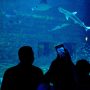 harga tiket Seaworld Ancol